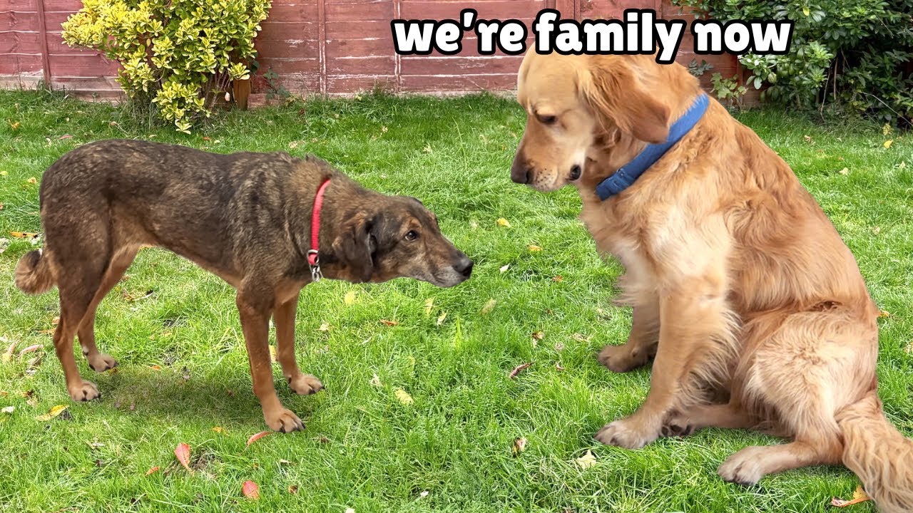 Golden Retriever Heals Broken Rescue Dog