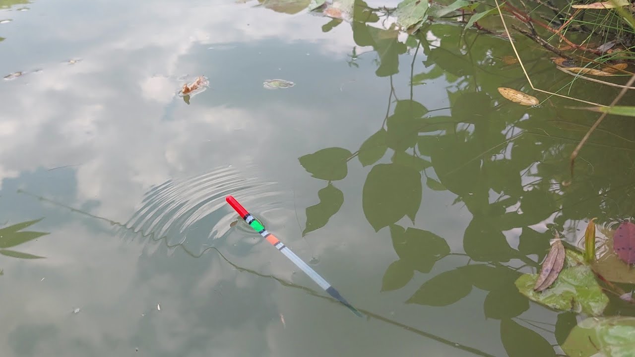 Pescuit la Plută cu viermișori 🎣 Caras unu dupa altul 🐟🐟