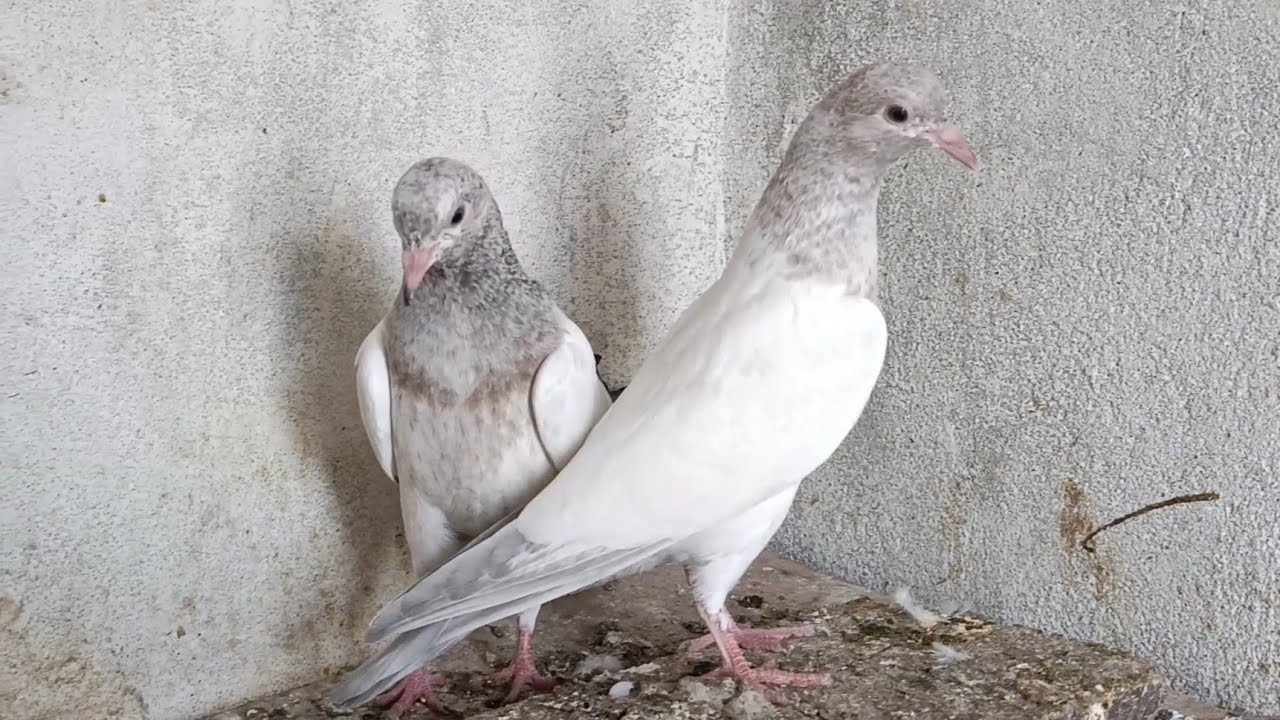 Lalsiray - lalpariyan a gae Top Quality baby pigeon.