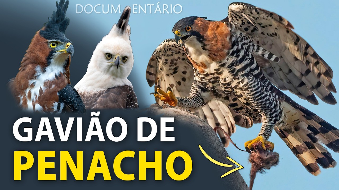 A Vida Secreta do GAVIÃO-DE-PENACHO (Documentário) | O NINHO da poderosa águia que vive no Brasil!