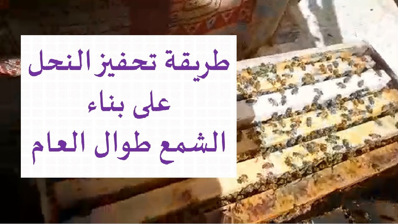 طريقة تحفيز النحل على بناء الشمع طوال العام