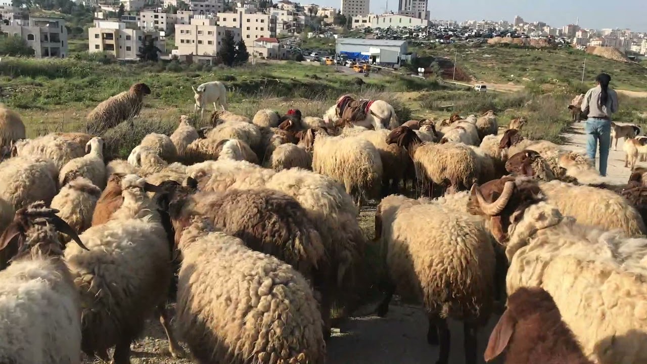 Ovelhas na Palestina