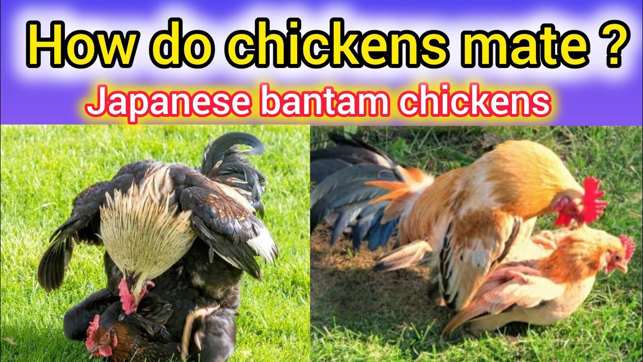 japanese bantam chickens | Chabo bantam chickens breeds | how do chickens mate?