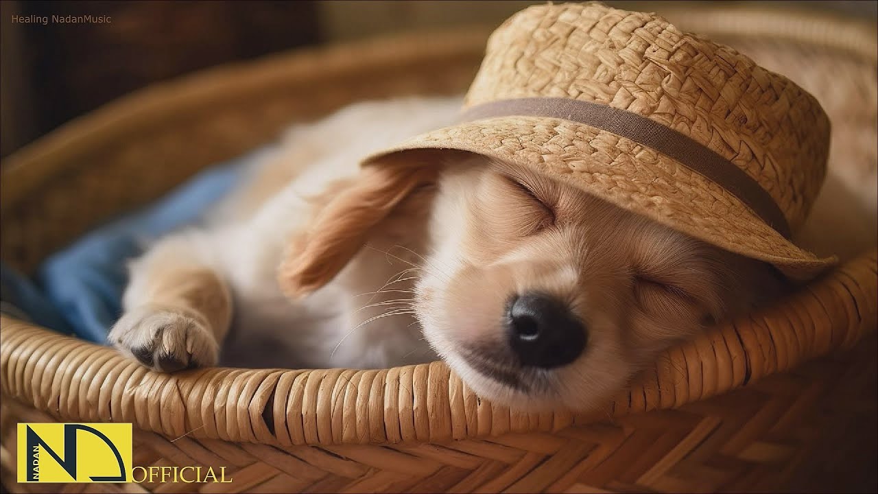 20 часов любимой музыки собак🐶💖Музыка для сна собак 🐶🎵 Музыка для снятия беспокойства при разлуке🎵