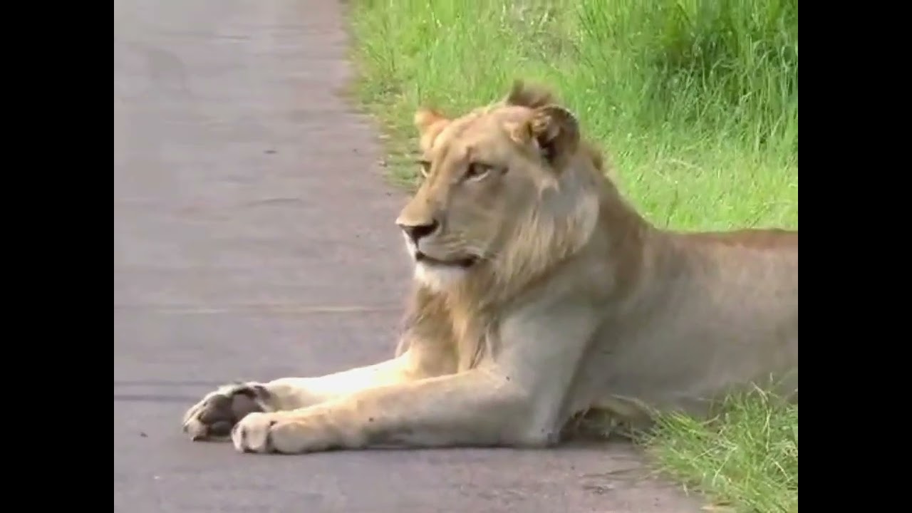 Rare video for the Muntshe pride of lions the pride that rised the 2 Muntshe bros tyson and his bro