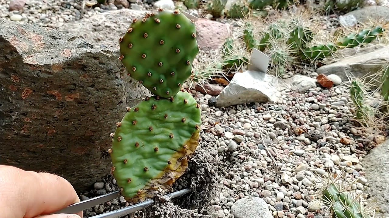 Rozmnażanie wegetatywne kaktusów na przykładzie Opuntia JRT610 cz.2