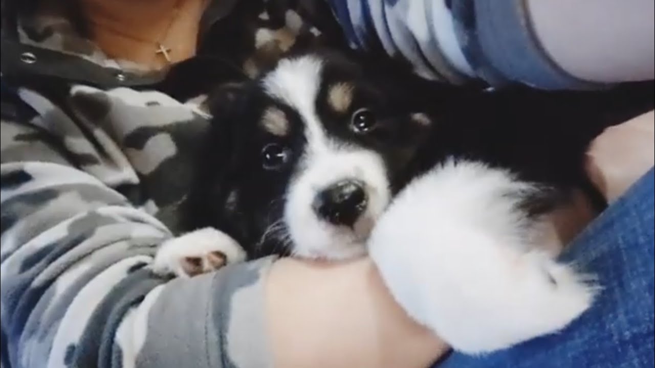 Meeting My Mini Aussie Puppy for the First Time | Furguson (6 to 8 weeks)