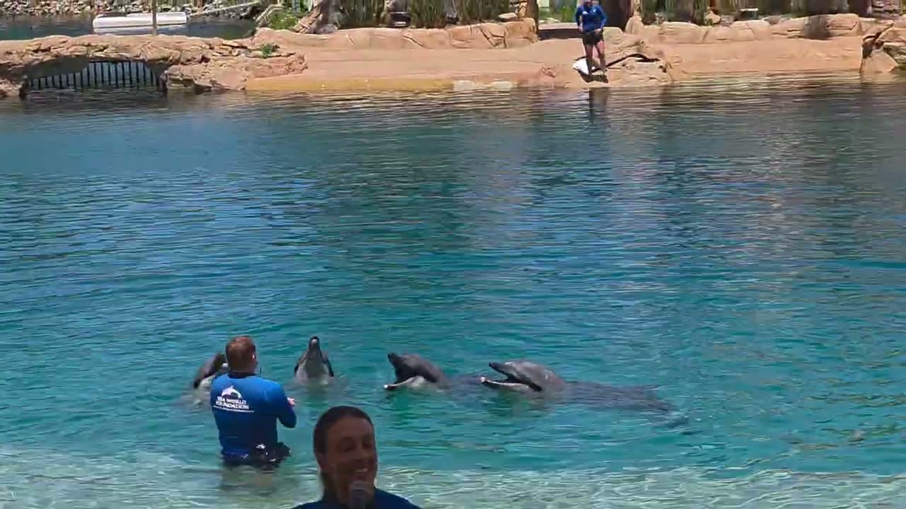 Dolphin Show at Sea life 