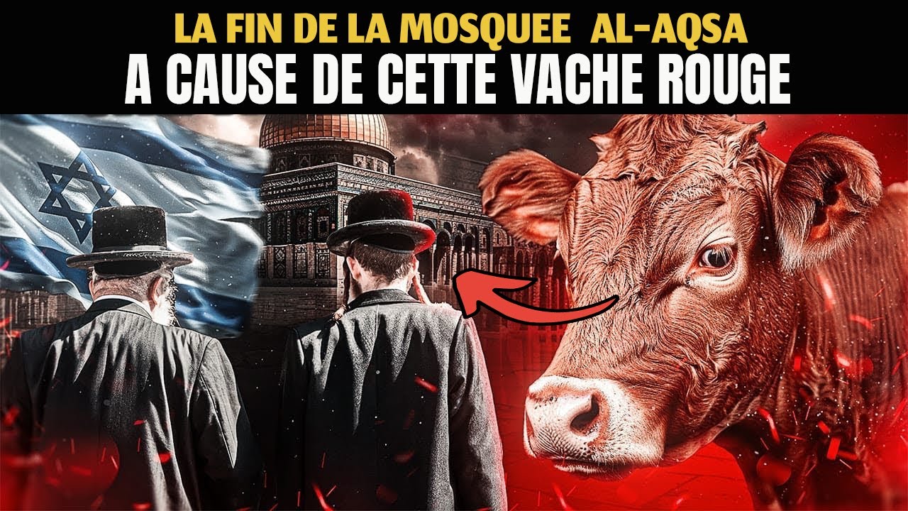 🔴 Enfin la prophétie Juive se concrétise : La vache rouge pour Remplacer AL-AQSA ?