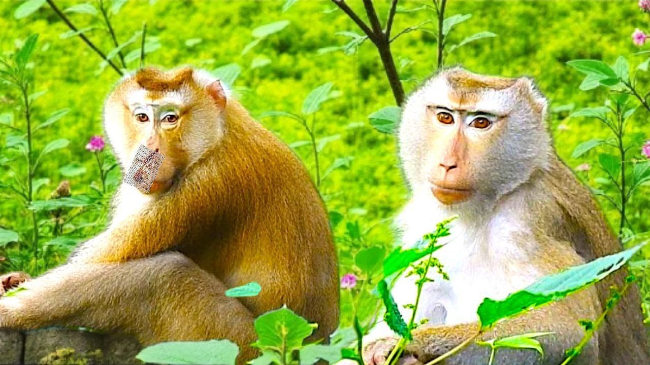 Pongo & Libby&rsquo;s Amazing Bond 🐒| Preparing for Next Baby After Pongo&rsquo;s Struggles