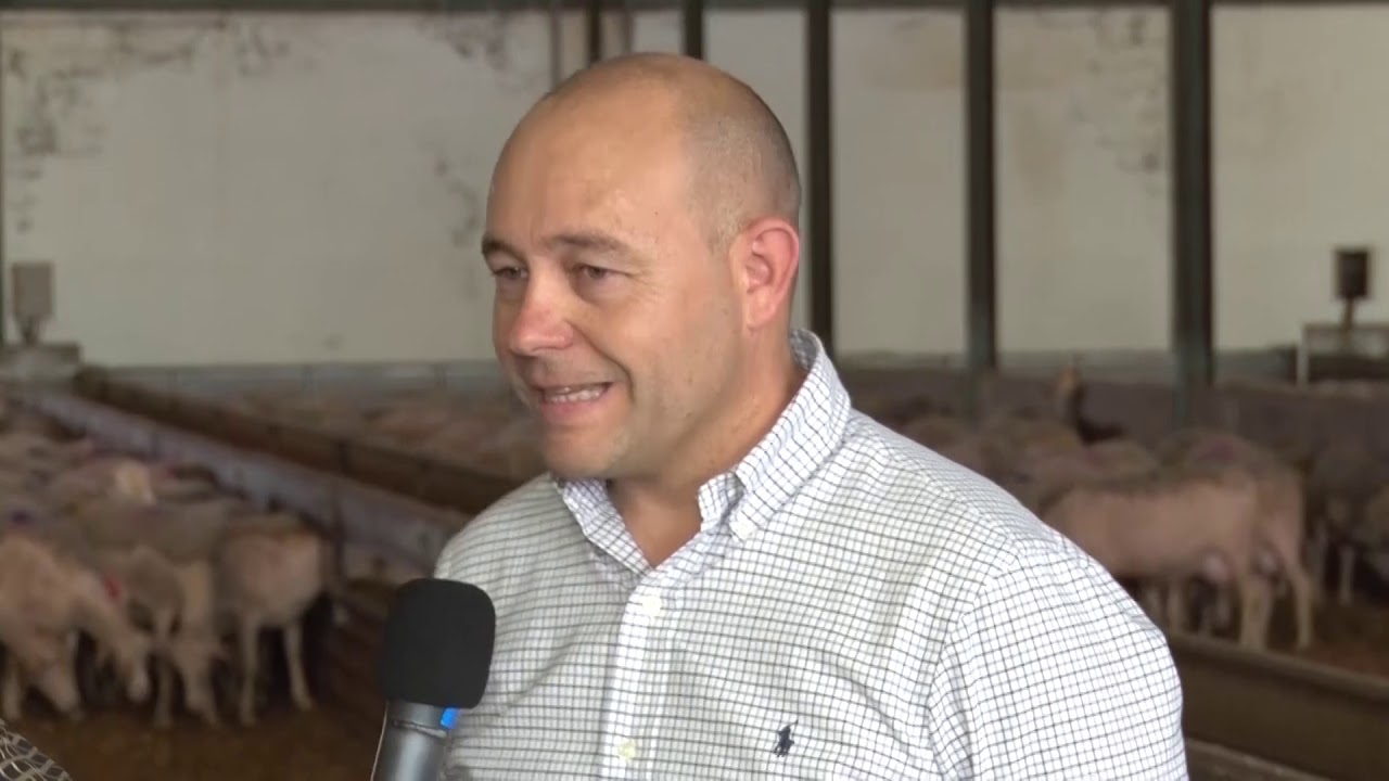 Programa sobre Ovejas LACONE y Cabras SANEN