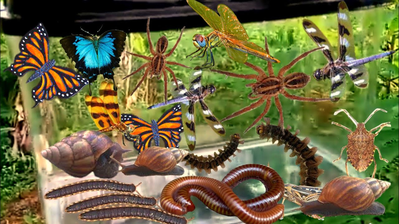 I Hunting Insect In The Garden I Got Earth Worm , Dragonfly ,USA Snail , Giant Millipede
