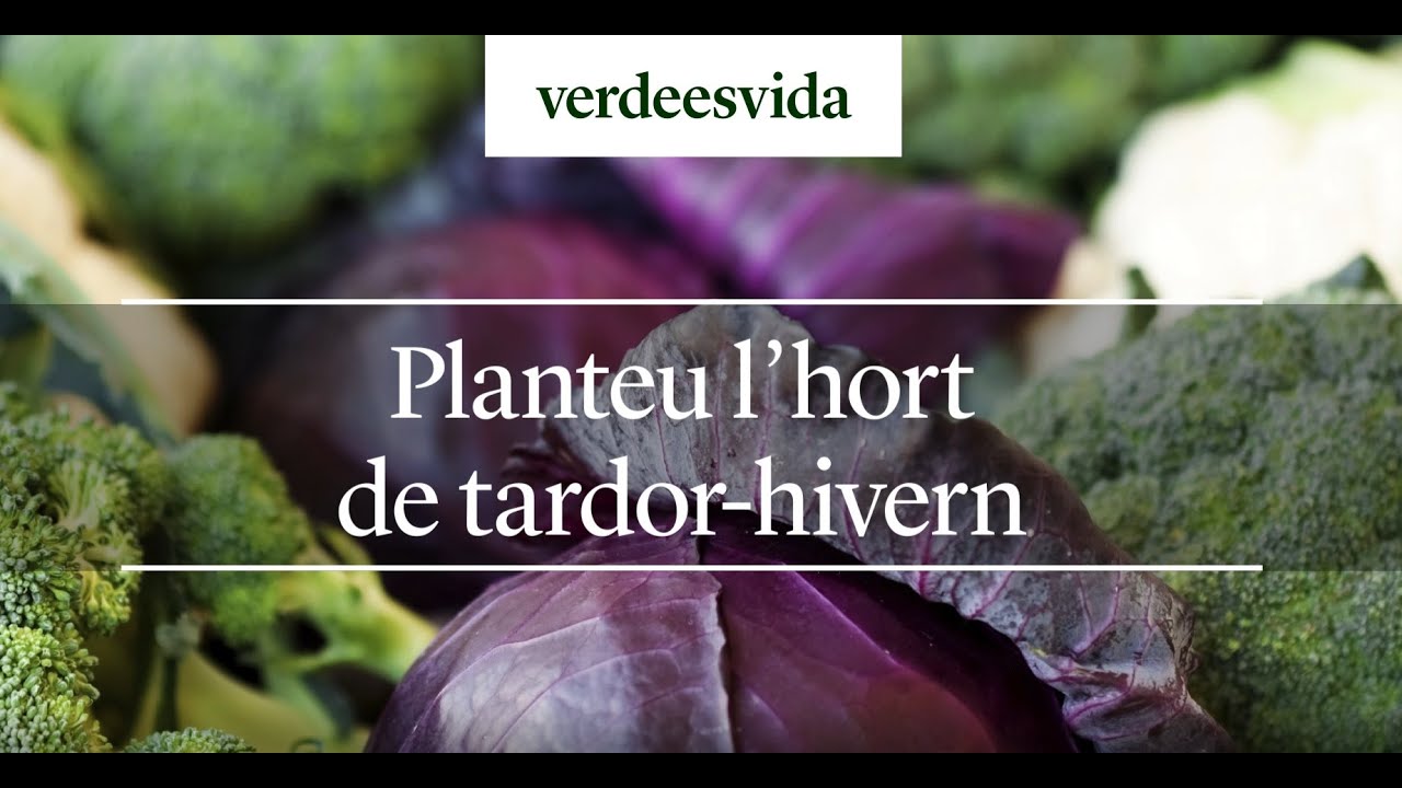 Planteu l'hort de tardor-hivern