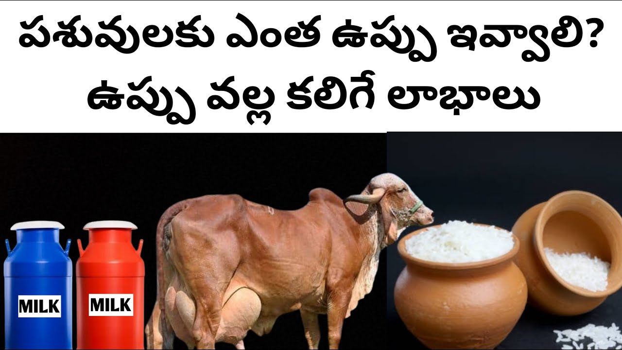 పశువులకు ఎంత ఉప్పు ఇవ్వాలి. ఉప్పు వల్ల కలిగే లాభాలు. Uses of feeding salt to dairy animals