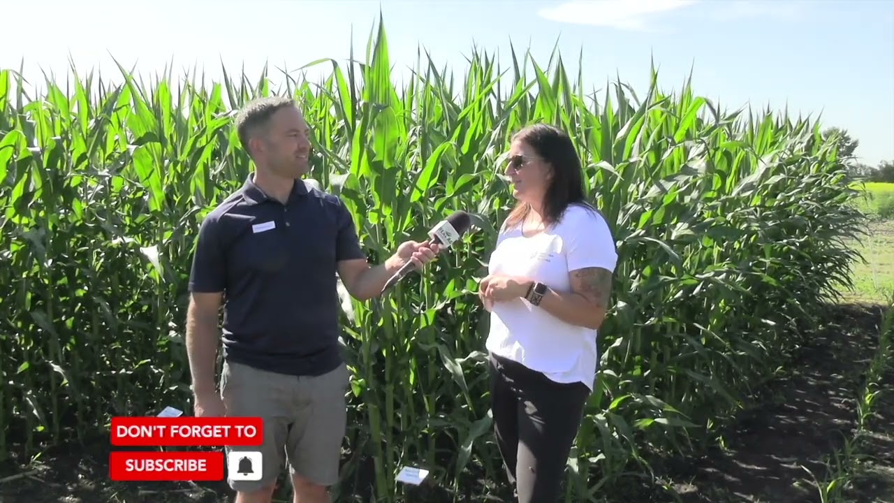 Corn School: The consequences of uneven corn