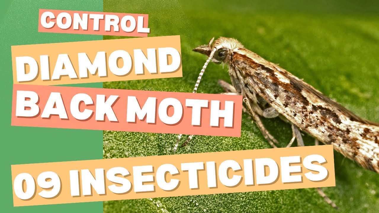 Diamondback Moth Control: Effective Methods & Latest Insecticides