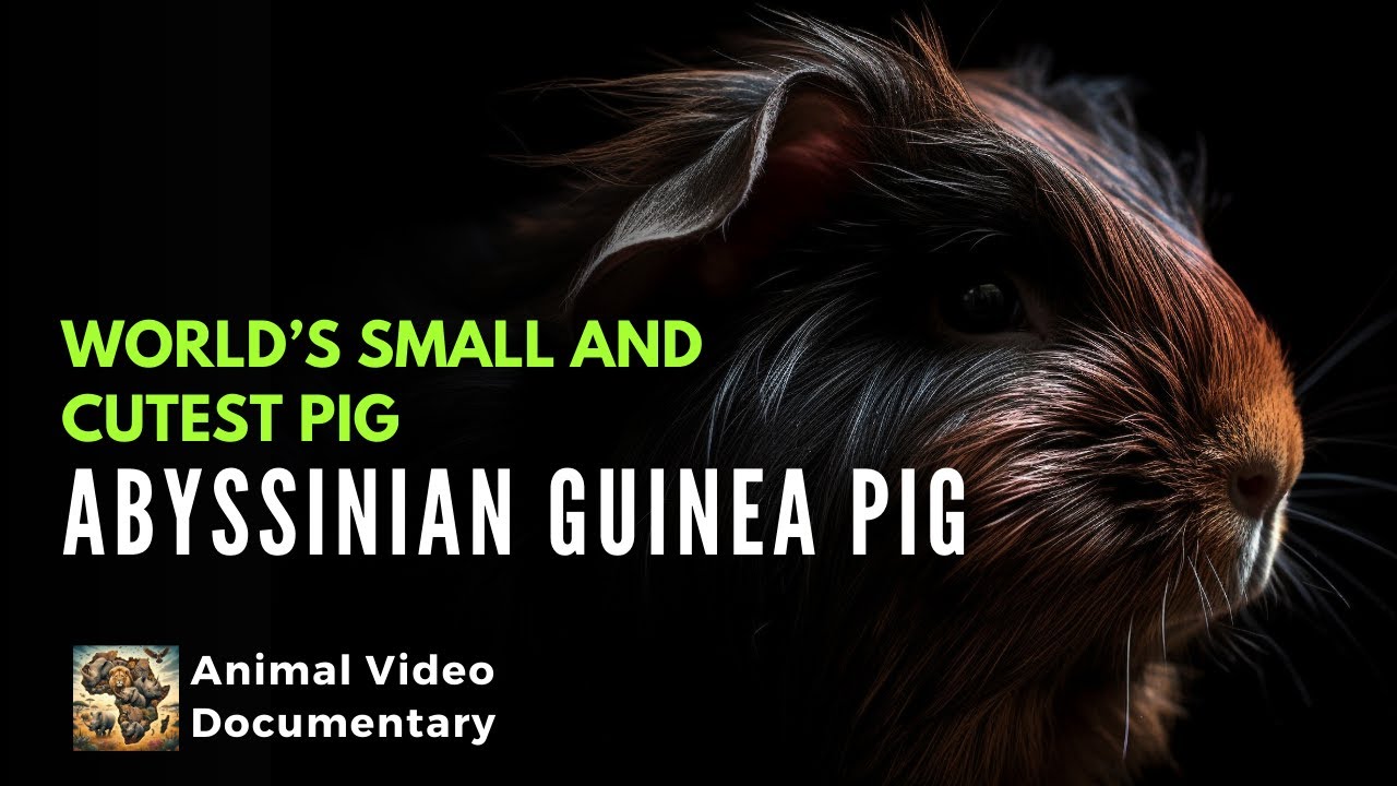 Abyssinian Guinea Pig | Wildlife | हिन्दी | Animal Video Documentary