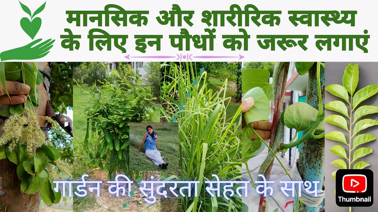 ये औषधीय पौधे तो आपके गार्डन में होने ही चाहिए💚/Medicinal Plants That You Must Have in Your Garden💖