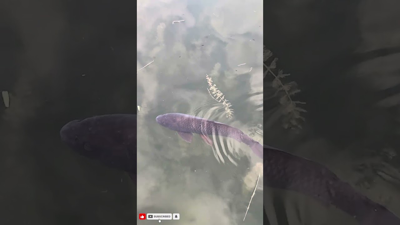 The Royal Palace Of Caserta,Italy | Full Walking 🚶 Tour 2026 | Park And Palace Of Caserta 4K