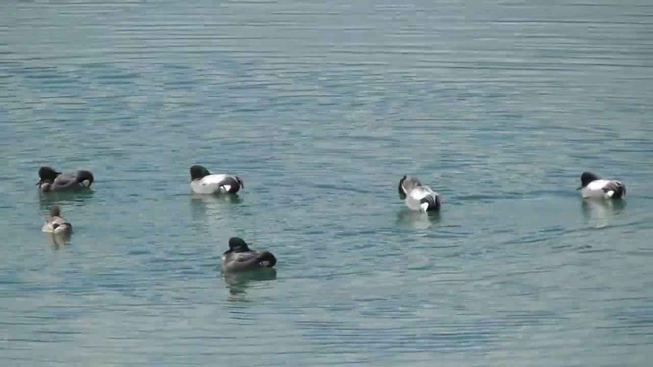 長良川で見かけたヨシガモの群れ