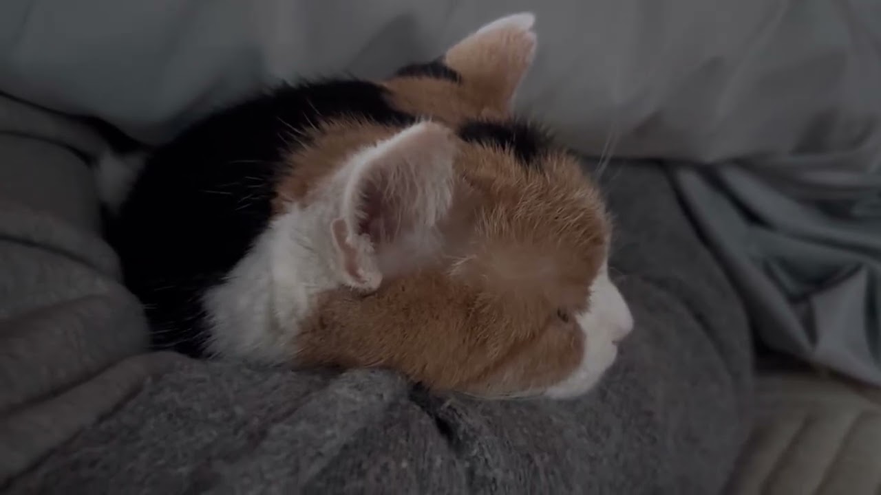 【三毛猫】軽く二度寝してから一緒に起きるミケ（2026年2月20日）
