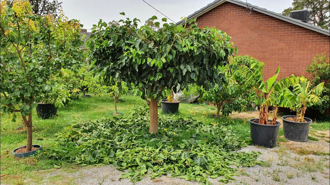 King MULBERRY - WHITE Pakistan - Shahtoot Clipped