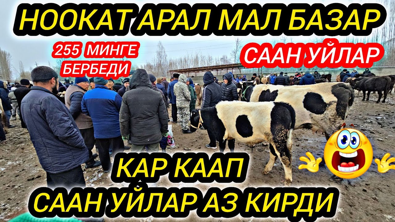 НООКАТ АРАЛ МАЛ БАЗАР СААН УЙЛАР КАР ЖААП УЙЛАР АЗ КИРДИ 255 МИНГЕ БЕРБЕЙ ЖАТАТ😱😱 #байкж 