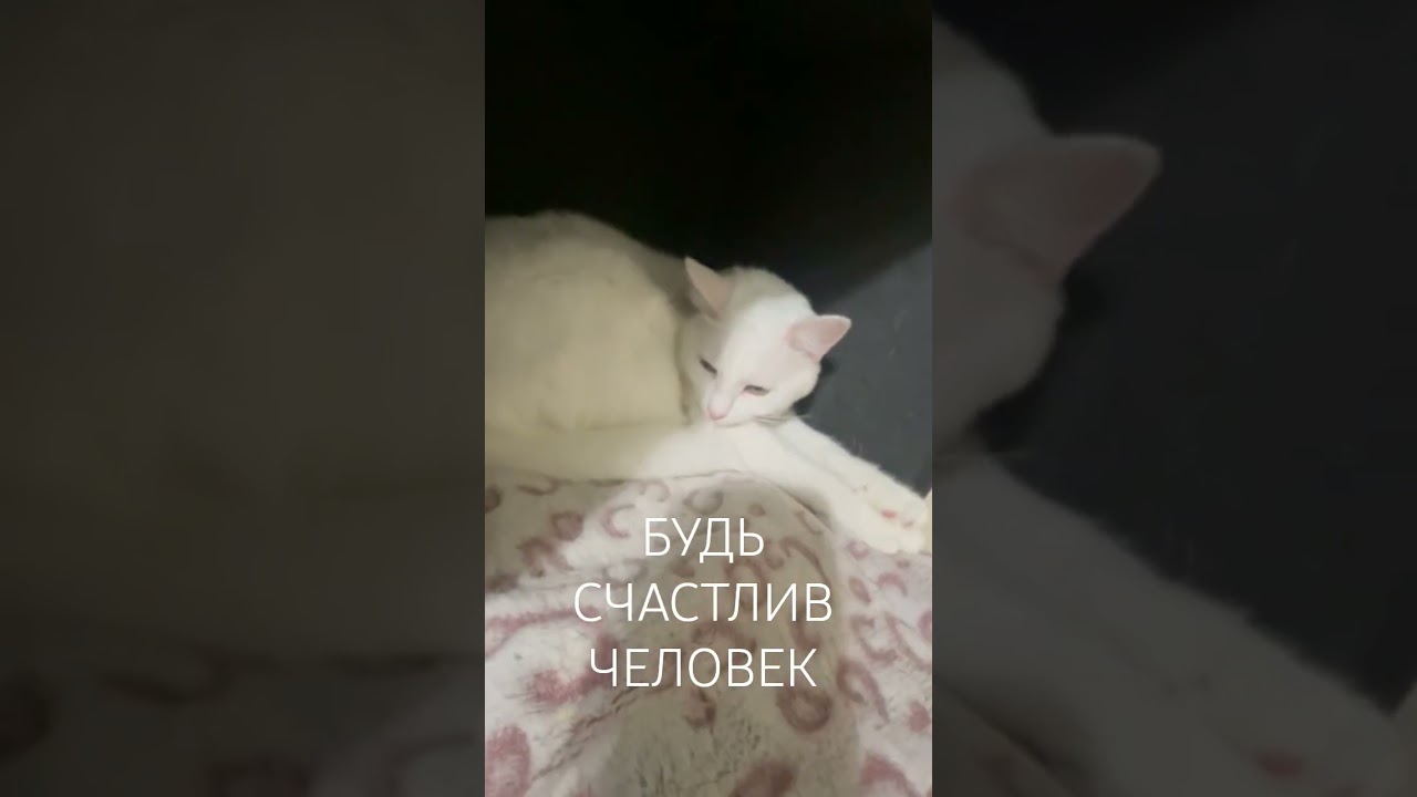 Ставь👍и будь счастлив🤣 #shortsfeed #cat #shortsvideo #catvideos #shortsyoutube #shorts