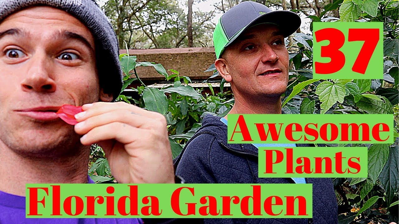 30+ Amazing Plants for your Florida Garden!