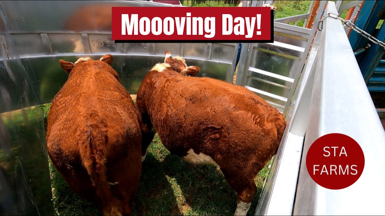 Weaning Calves & Moving Heifers – Small Farm Cattle Day