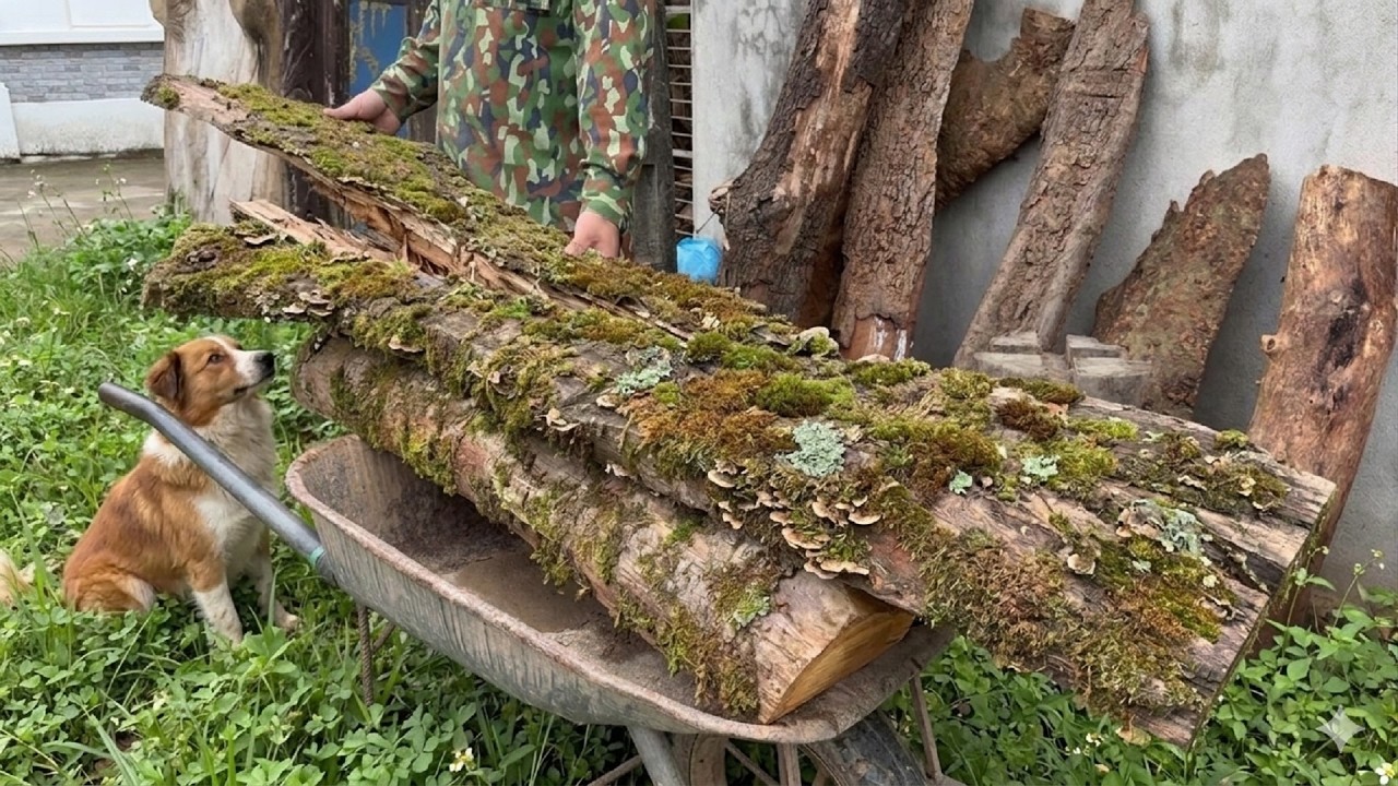 Don't Waste This Endless Resource!: Dramatic Transform Of Abandoned Tree Bark By Woodworking Skills