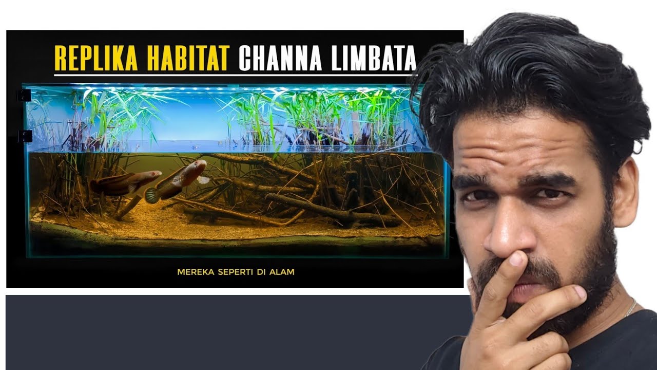 MY VIEW ON : A Biotope for a Pair of Channa Limbata