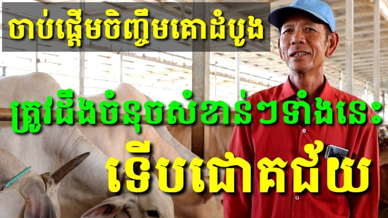 ចង់ចាប់ផ្ដើមចិញ្ចឹមគោដំបូង ត្រូវដឹងចំនុចសំខាន់ៗទាំងនេះ ទើបជោគជ័យ