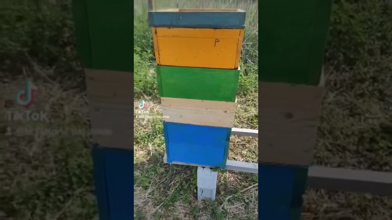 non salgono a melario