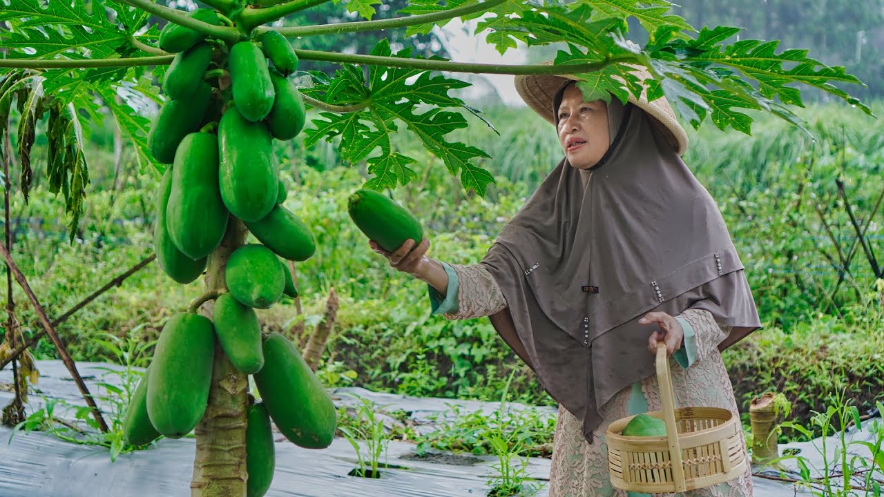 Memetik Pepaya dan Daun Pepaya | Membuat Masakan Tumis Pepaya Muda Lengkap Dengan Lalapan
