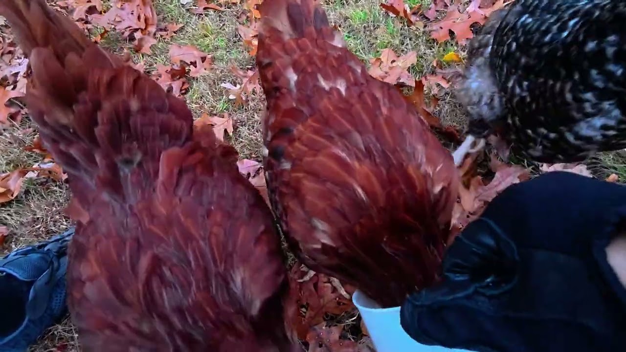 mid november chicken noises