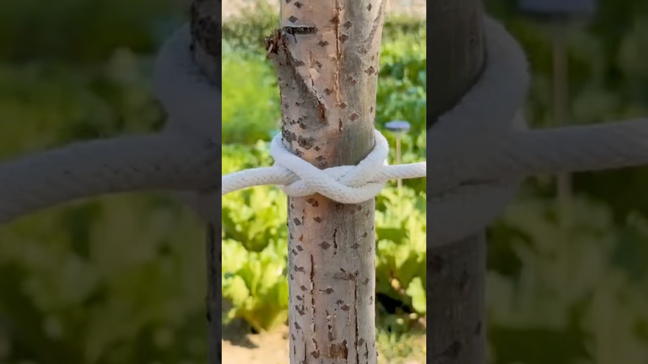 The Binding Knot That Won&rsquo;t Slip #knowledge #knot #technique #rope
