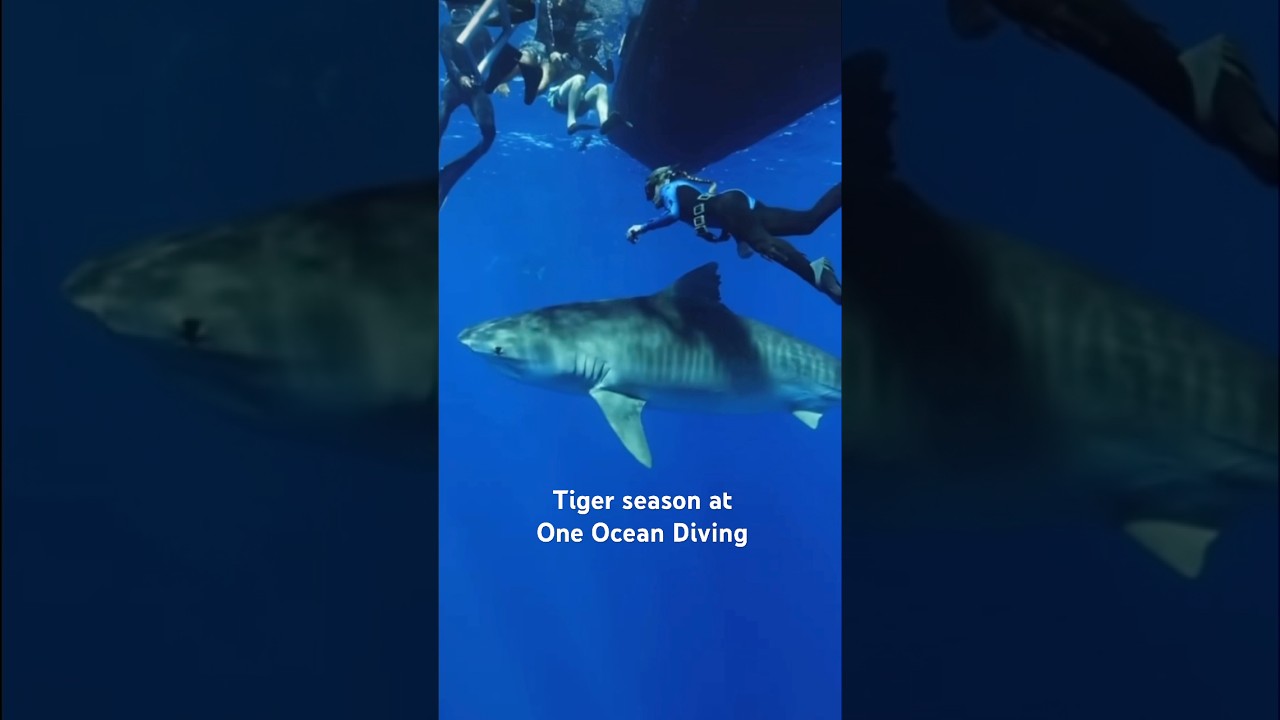 Tiger Season is HERE @ONEOCEANDIVING 💙 #divewithme #summer #hawaii #tigershark #savesharks #1