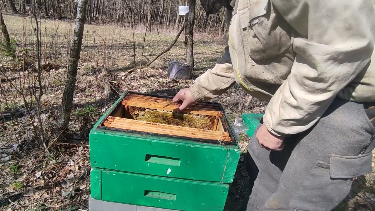 Pszczoły 14.03.2026 słabiaki 