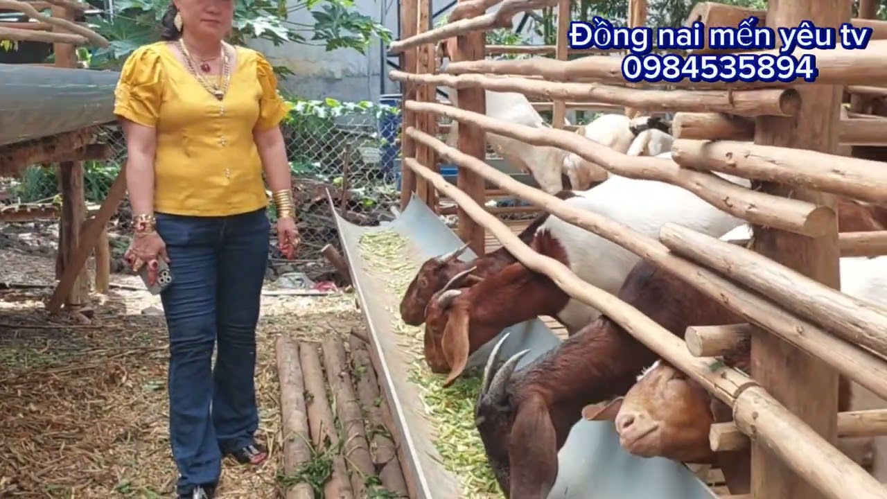 Review Trại dê boer tân phú đồng nai