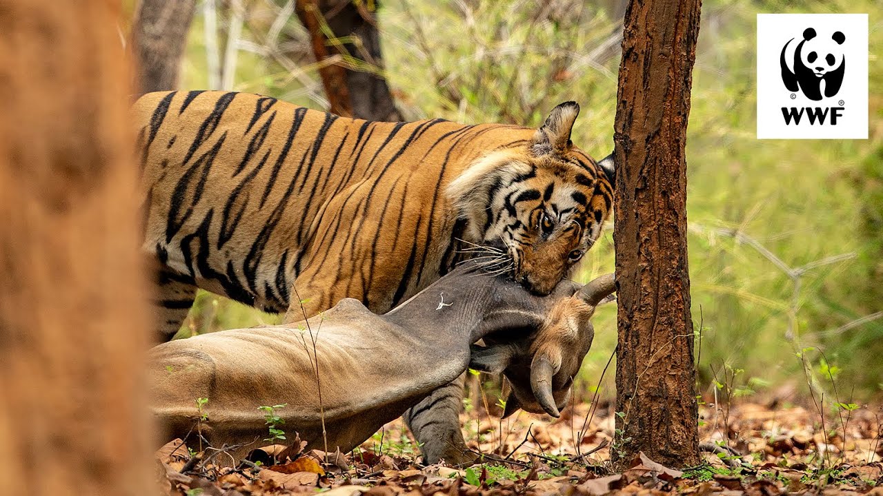 Safari with Suyash Ep 3: Tigers & People, A Delicate Balance | #WWFVoices