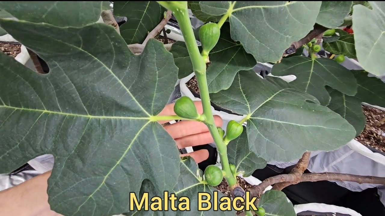 Fig Tree Headstart 2024 - Update #5