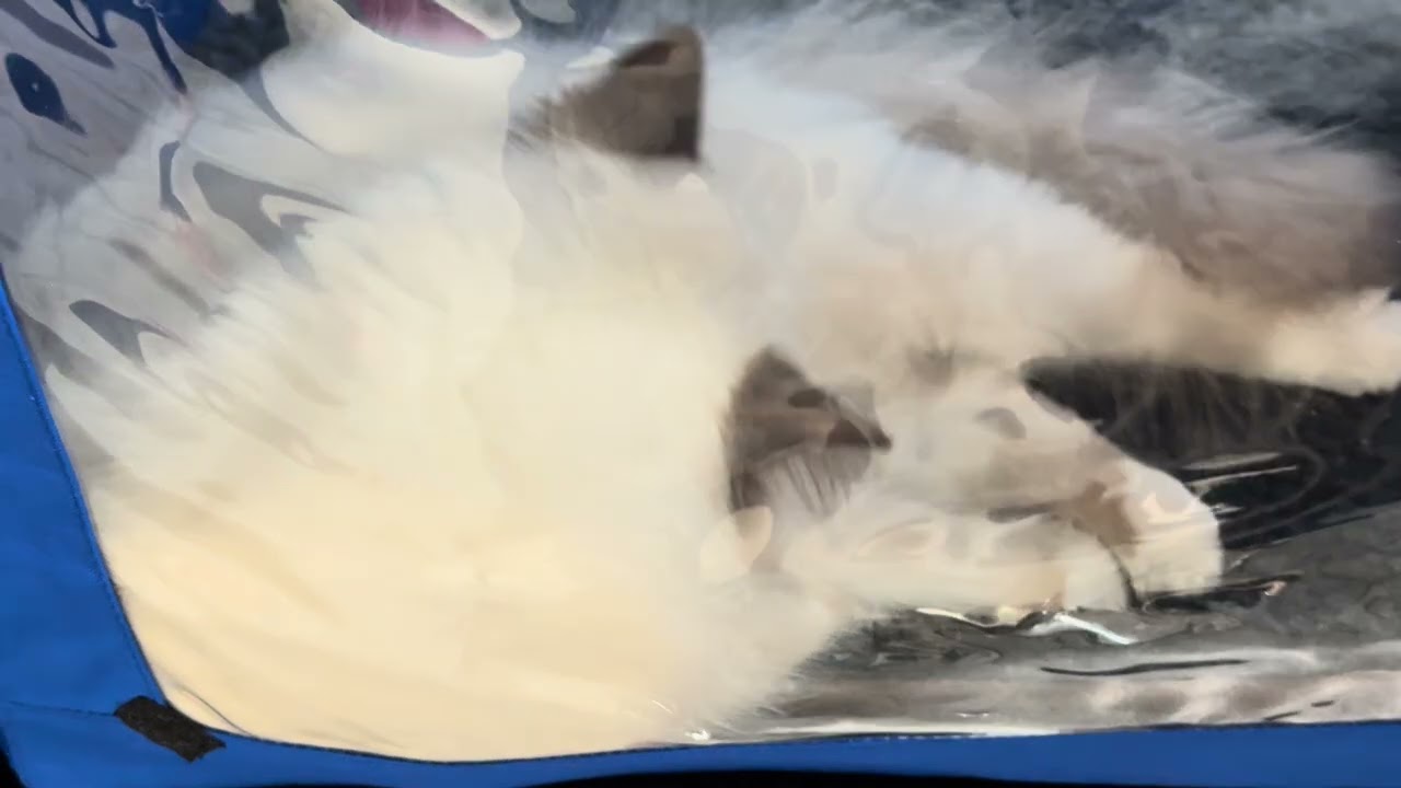Ragdoll katė-1