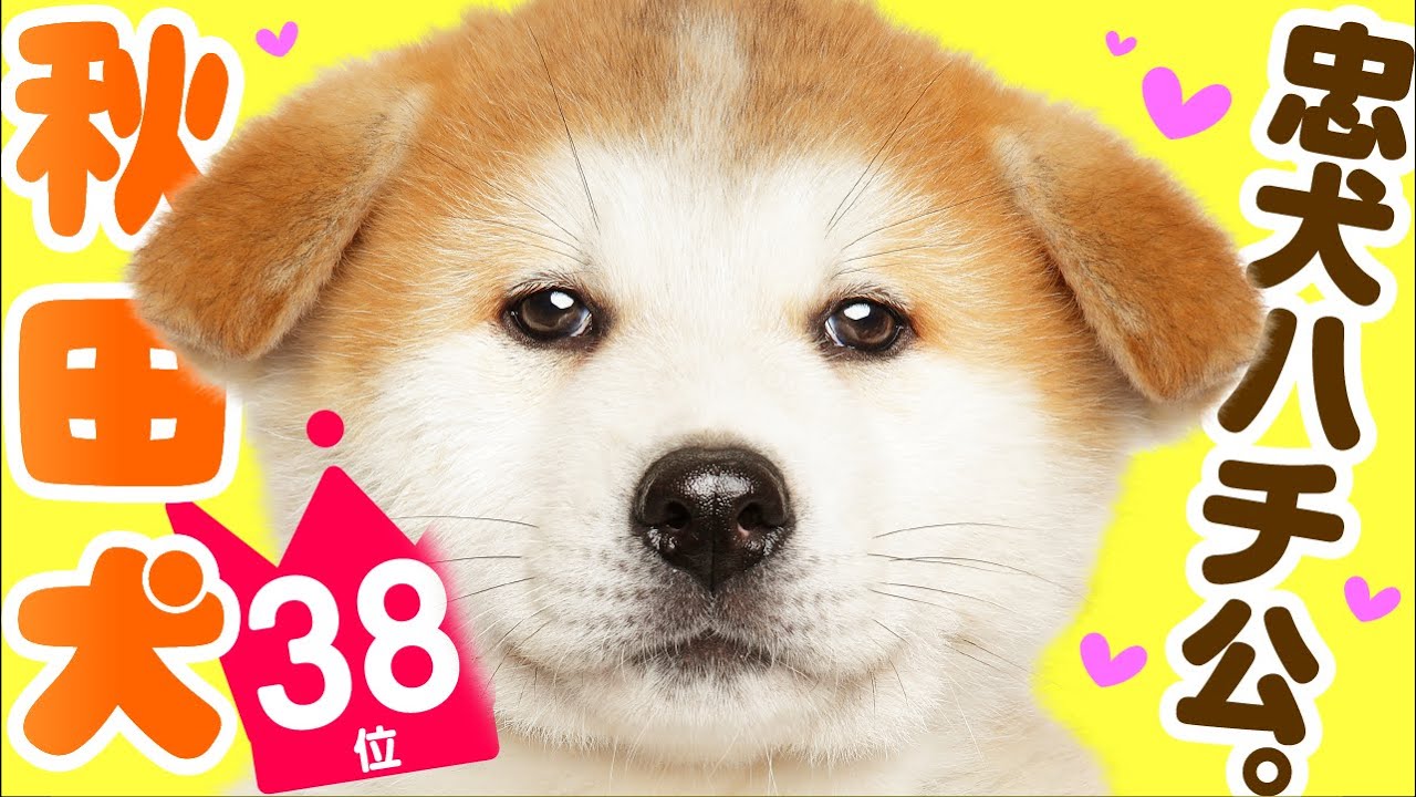 38-е место AKITA INU ｜ Hachikō ｜ TOP100 Видео породы милых собак.