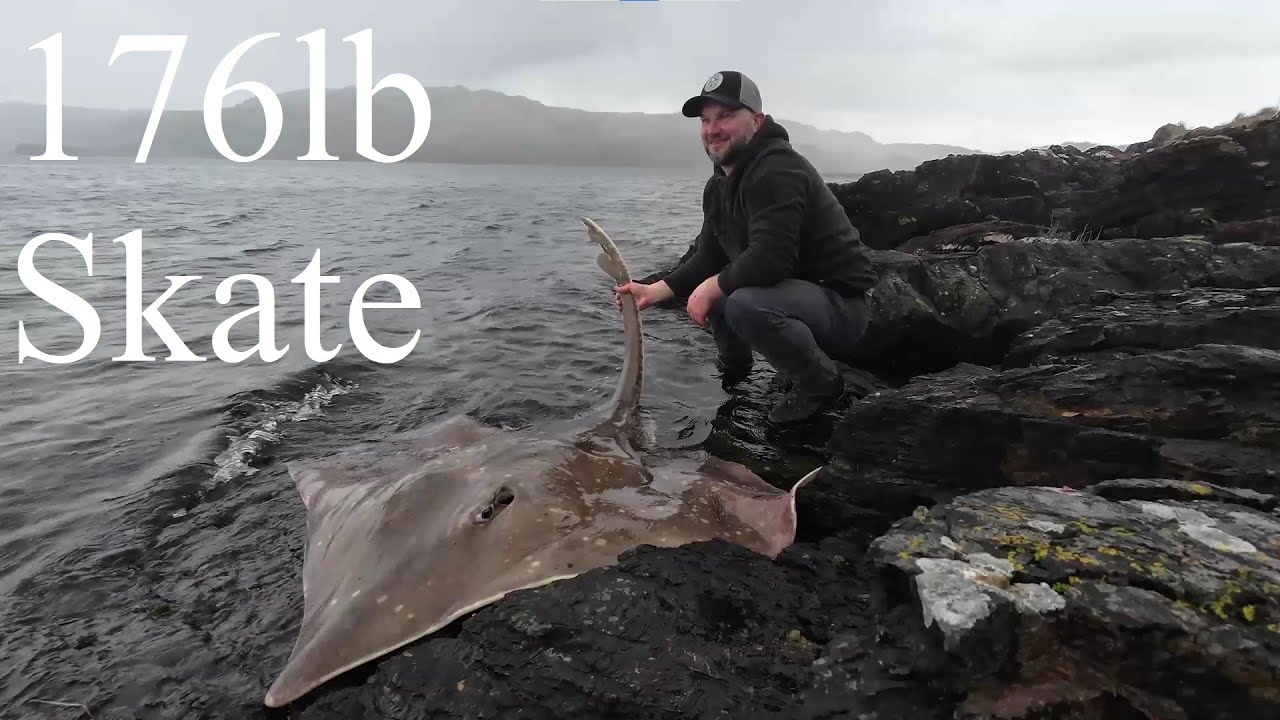 Huge Shore Common Skate, Oban - Underwater Footage