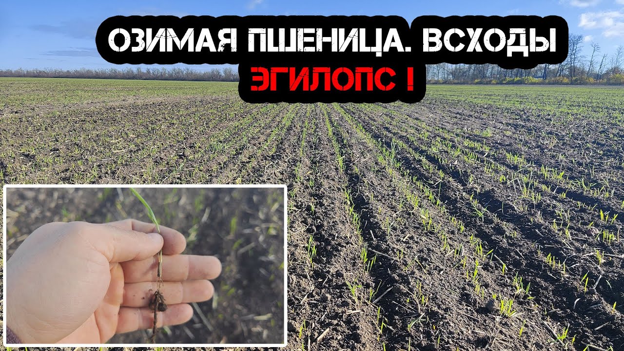 Озимая пшеница. Всходы | 1 ноября 2025