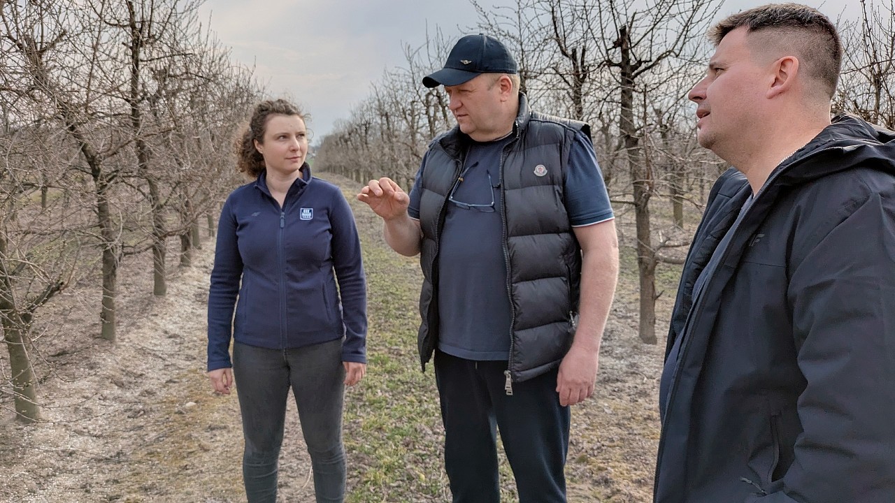 Czego potrzebują wiśnie po mroźnej zimie | Nawożenie wiśni pod kombajn | marzec 2026