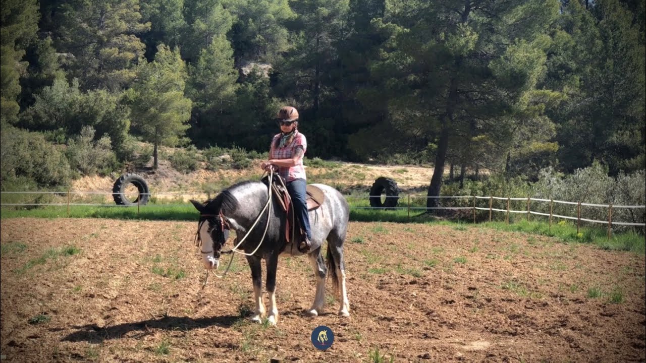 Riding a horse with a bit versus bitless