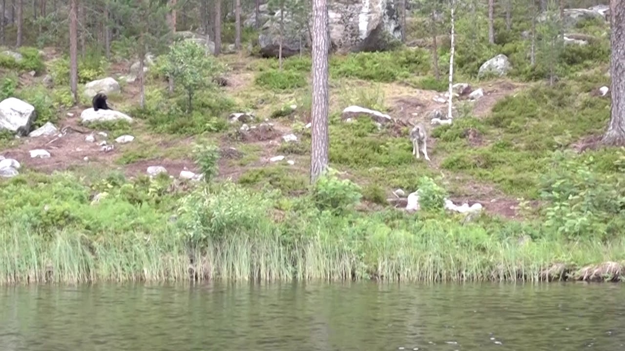 veelvraat en wolf