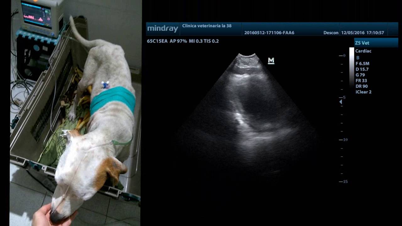 Caso Cl&iacute;nico Hemotorax en canino